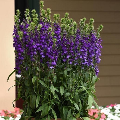 Lobelia starship Blue (1512)